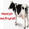 طرح ۵۰ راسی گاو شیری
