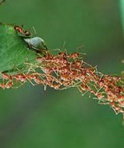 پاورپوینت درمورد الگوريتم کلونی مورچه ها