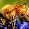طرح های توجیهی پرورشهای زنبور عسل