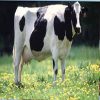 تخمین پارامترهای ژنتیکی تولید چربی شیر