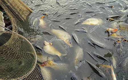پرورش ماهی کپور در استخر