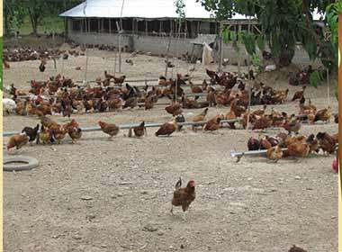 پرورش مرغ محلی با در آمد عالی کسب درآمد با سرمایه کم