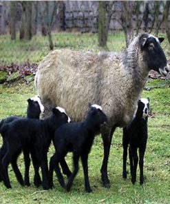 بیماری لیستریوز گوسفند