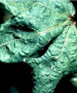 تحقیق بیماری های ویروسی گیاهان جالیزی