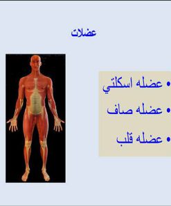 عضلات اسکلتی و صاف